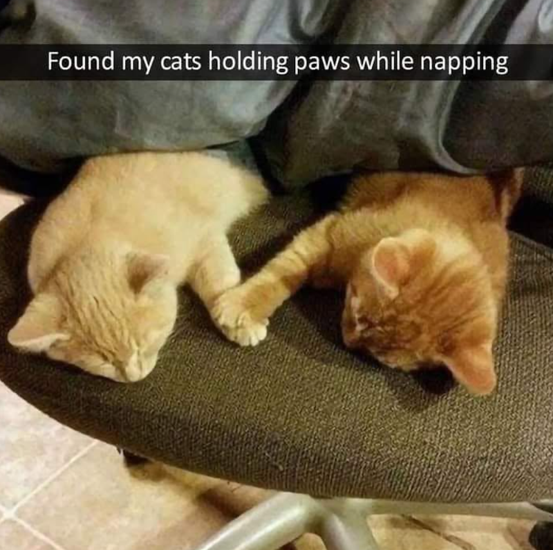 Found my cats holding paws while napping