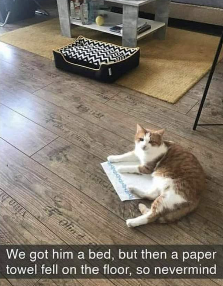 Olio d We got him a bed, but then a paper towel fell on the floor, so nevermind