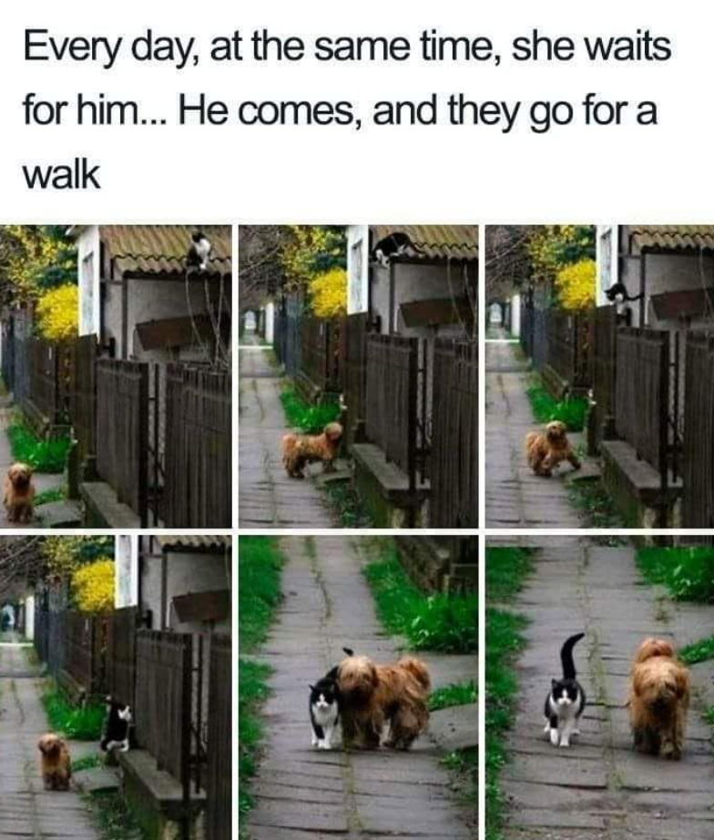 Every day, at the same time, she waits for him... He comes, and they go for a walk