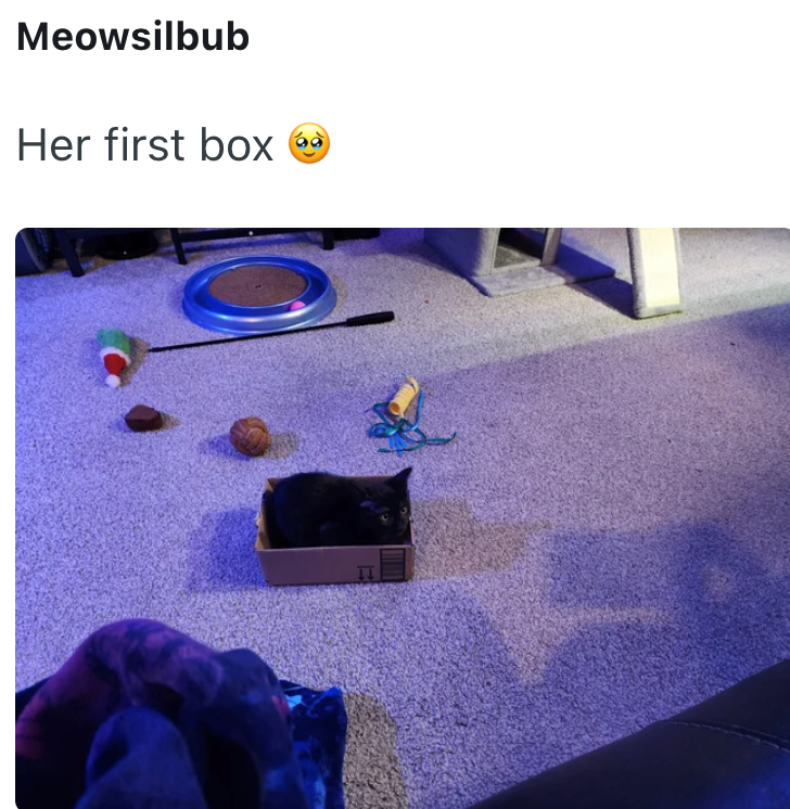 Meowsilbub Her first box