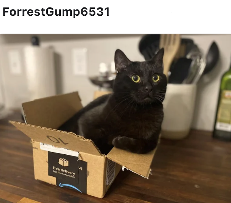 Forrest Gump6531 L free delivery fast, free & convenient