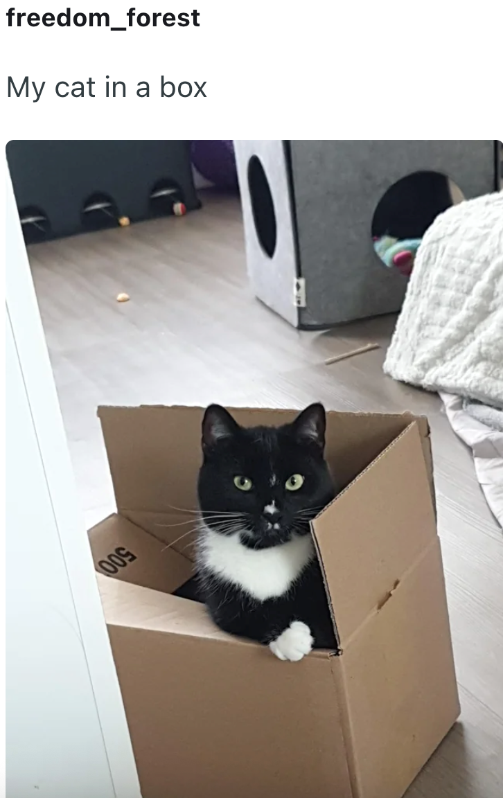 009 freedom_forest My cat in a box