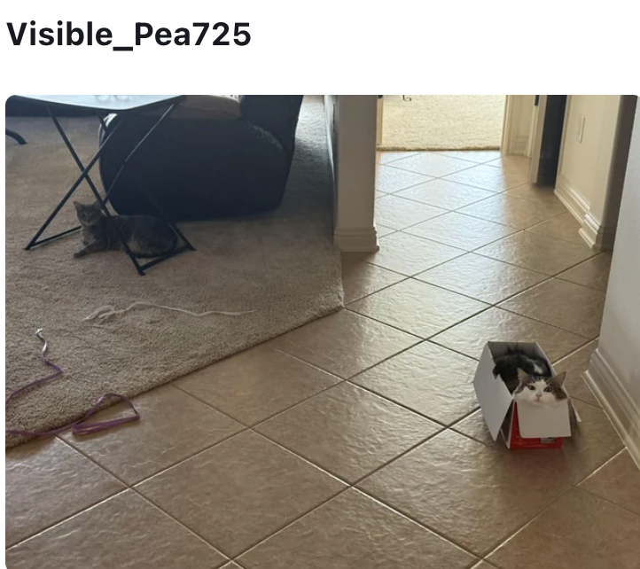 Visible_Pea725