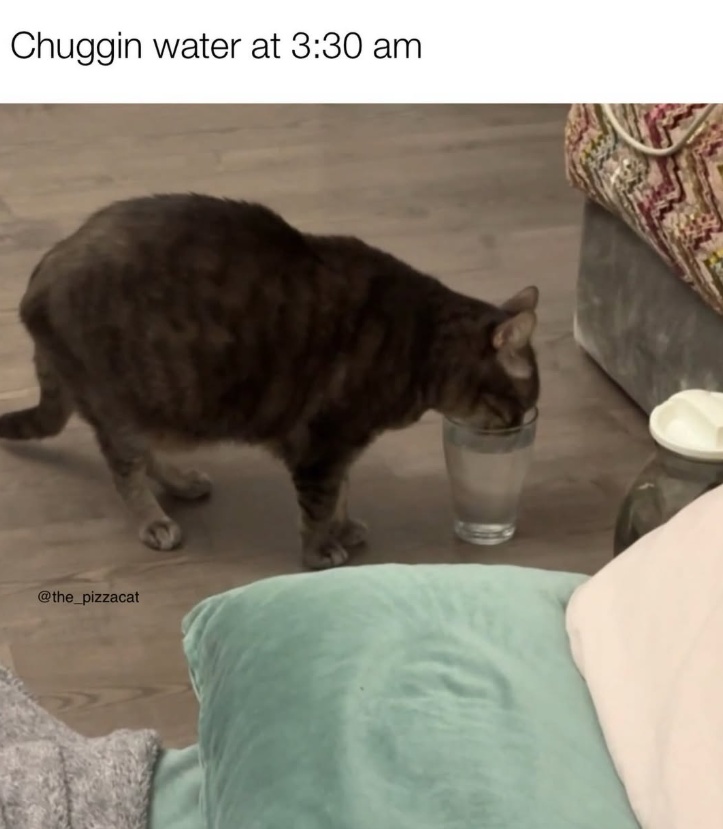 Chuggin water at 3:30 am @the_pizzacat A