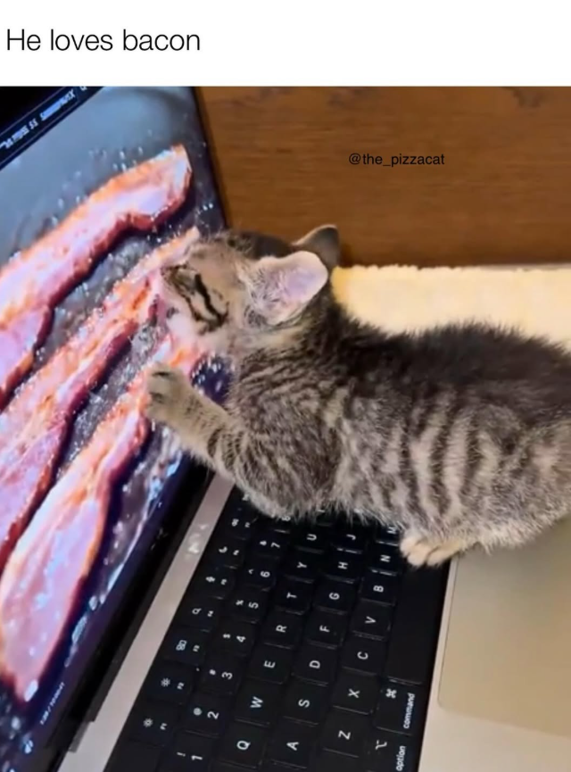 1 B DSA He loves bacon b " 3 Q W E R A S D F G Z X C V option command @the_pizzacat