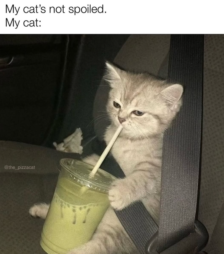 My cat's not spoiled. My cat: @the_pizzacat