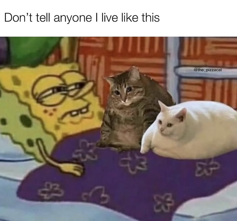 Don't tell anyone I live like this 3 @the_pizzacat