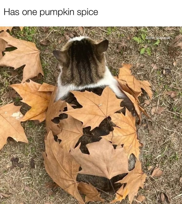 Has one pumpkin spice @the pizzacat