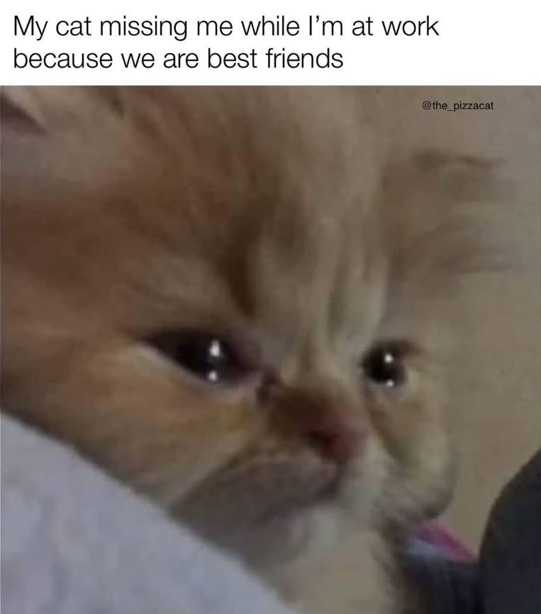 My cat missing me while I'm at work because we are best friends @the_pizzacat