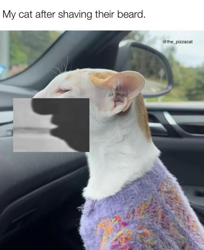 My cat after shaving their beard. @the_pizzacat