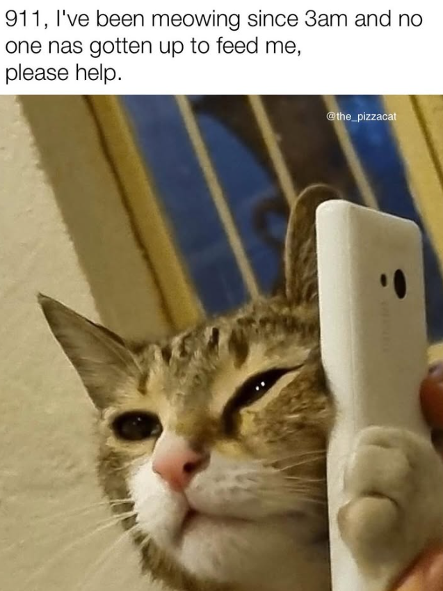 911, I've been meowing since 3am and no one nas gotten up to feed me, please help. @the_pizzacat