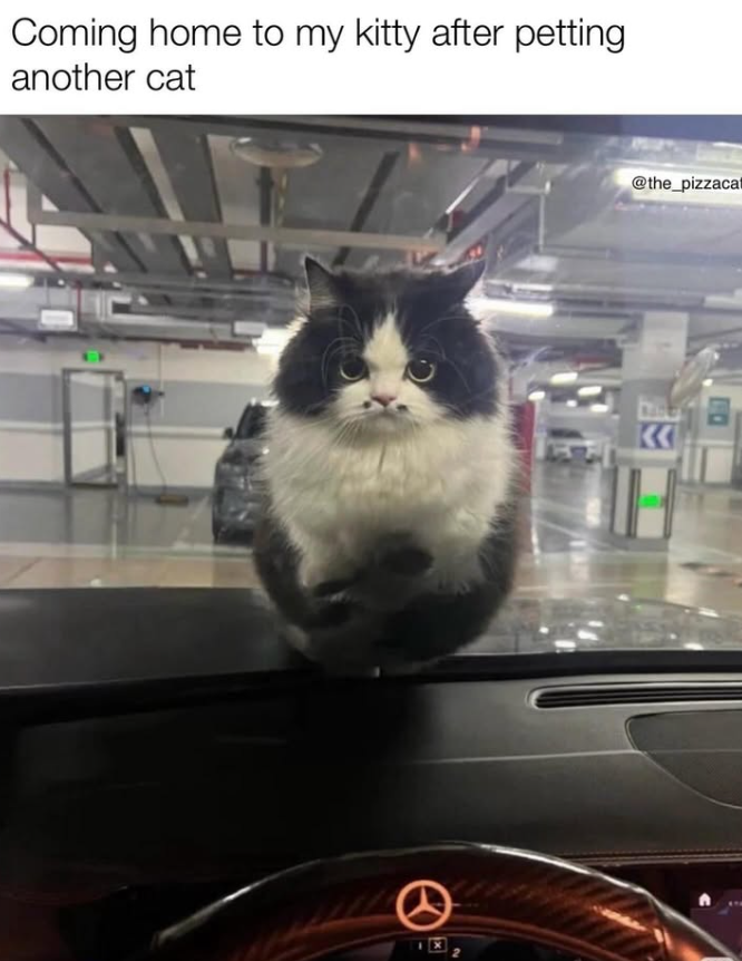 Coming home to my kitty after petting another cat 0 @the_pizzacat K NO