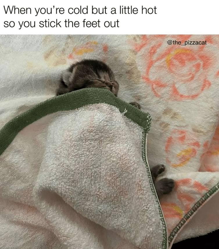 When you're cold but a little hot so you stick the feet out @the_pizzacat