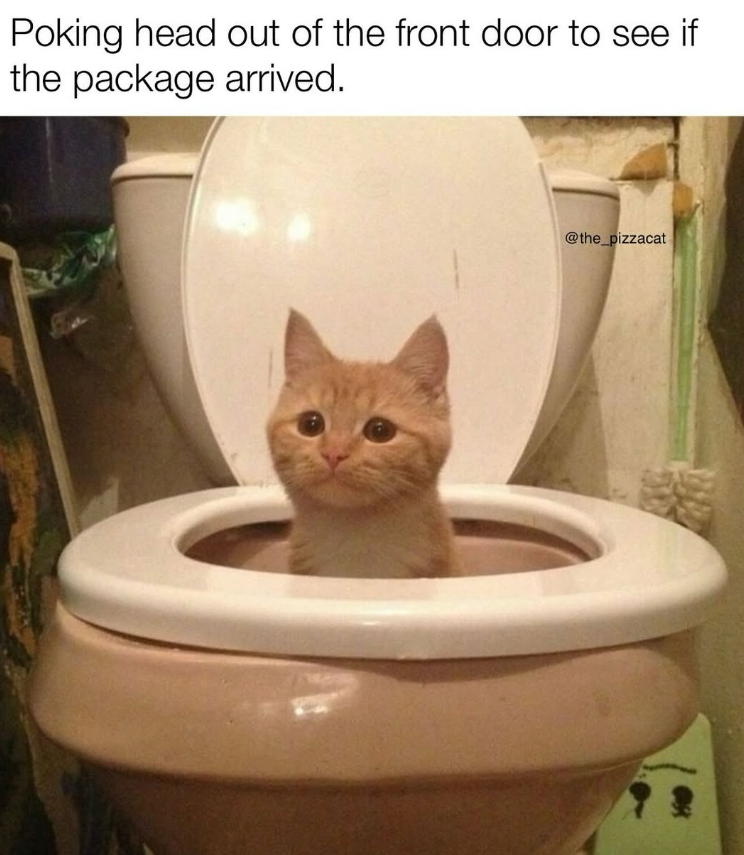 Poking head out of the front door to see if the package arrived. @the_pizzacat