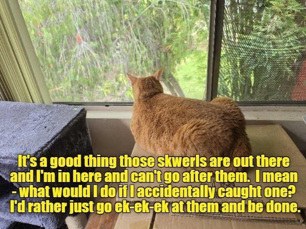 It's a good thing those skwerls are out there and I'm in here and can't go after them. I mean - what would I do if I accidentally caught one? I'd rather just go ek-ek-ek at them and be done.