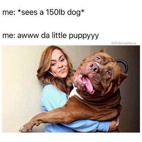 me: *sees a 150lb dog* me: awww da little puppyyy @DrSmashlove