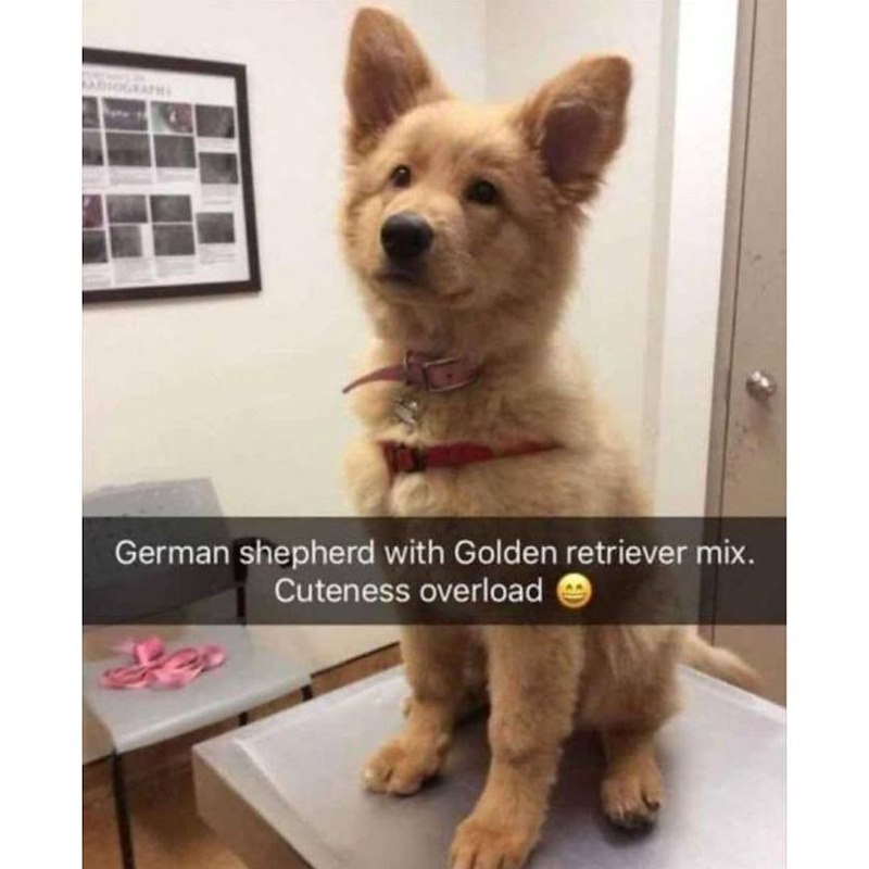 German shepherd with Golden retriever mix. Cuteness overload