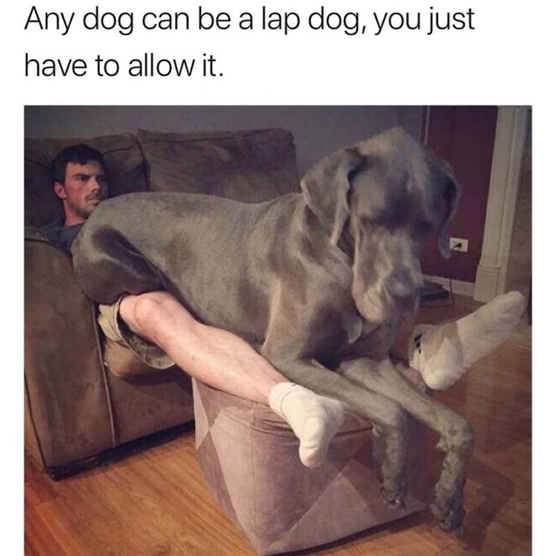 Any dog can be a lap dog, you just have to allow it.