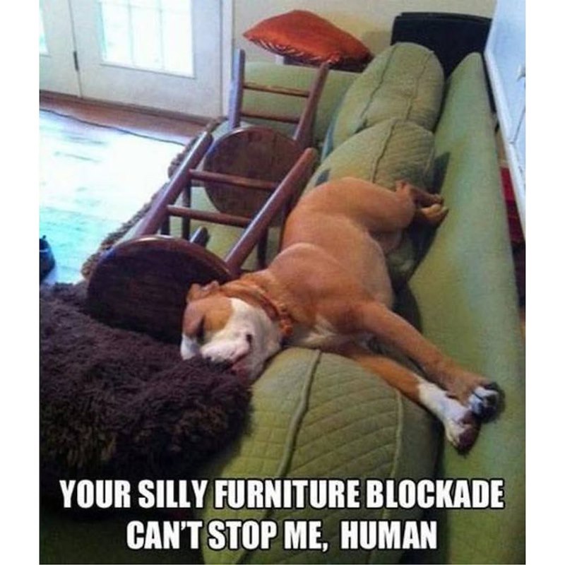 YOUR SILLY FURNITURE BLOCKADE CAN'T STOP ME, HUMAN
