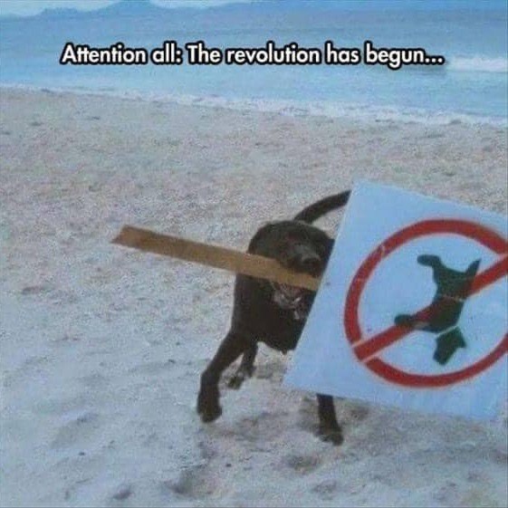 Attention all: The revolution has begun... P