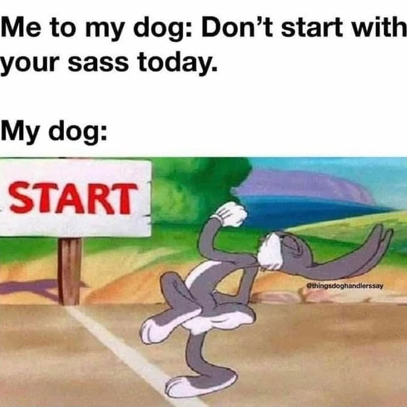 Me to my dog: Don't start with your sass today. My dog: START @thingsdoghandlerssay
