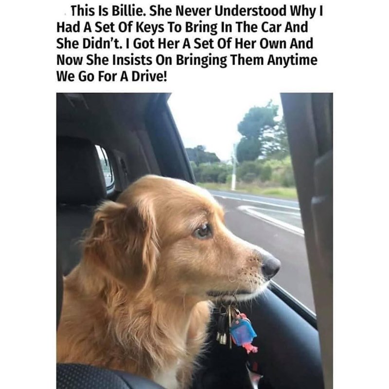 This Is Billie. She Never Understood Why I Had A Set Of Keys To Bring In The Car And She Didn't. I Got Her A Set Of Her Own And Now She Insists On Bringing Them Anytime We Go For A Drive!