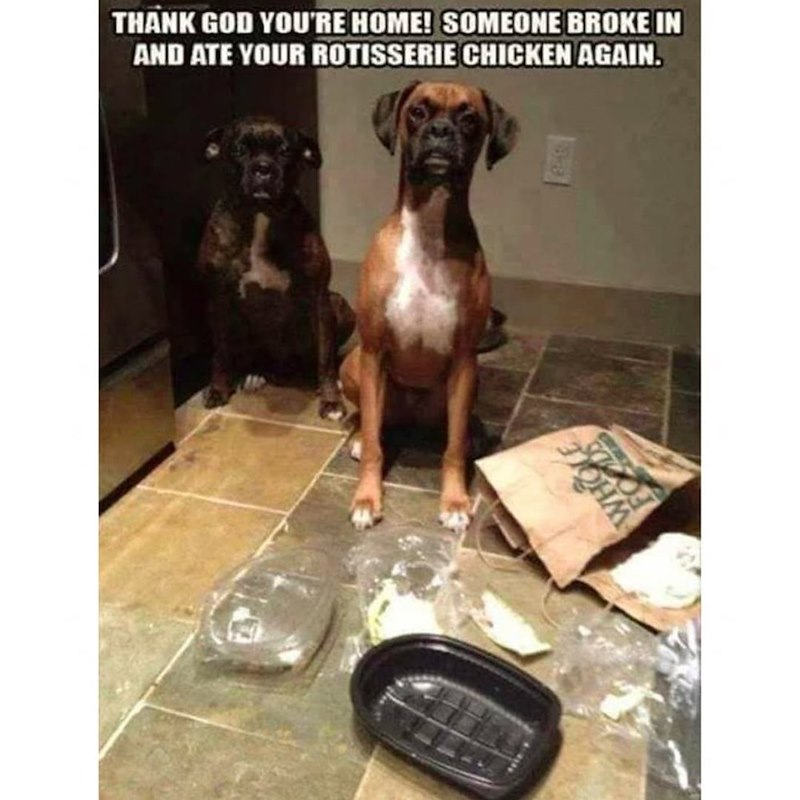 THANK GOD YOU'RE HOME! SOMEONE BROKE IN AND ATE YOUR ROTISSERIE CHICKEN AGAIN.