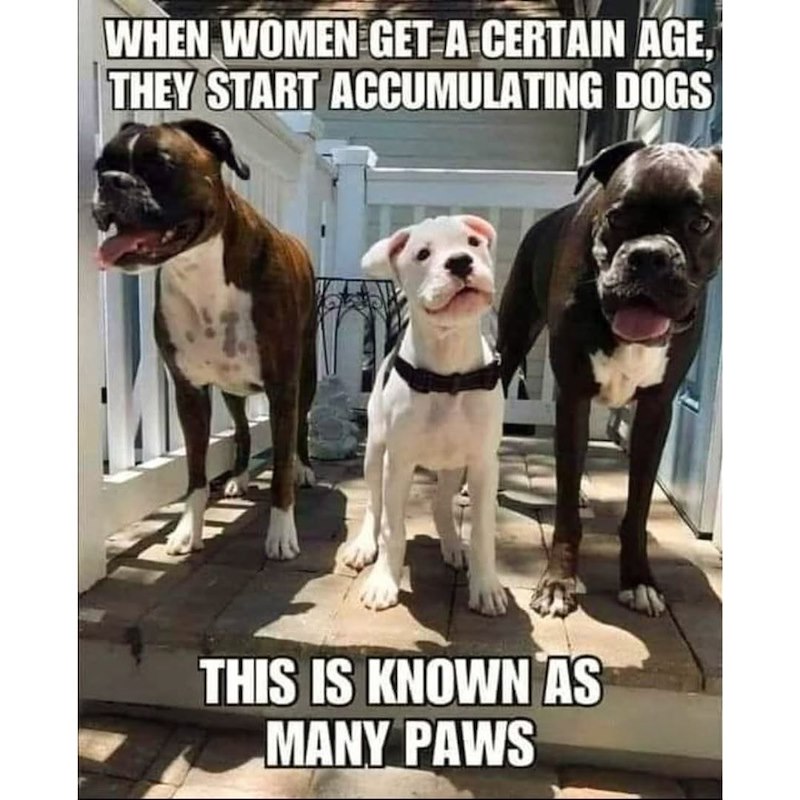 WHEN WOMEN GET A CERTAIN AGE, THEY START ACCUMULATING DOGS THIS IS KNOWN AS MANY PAWS