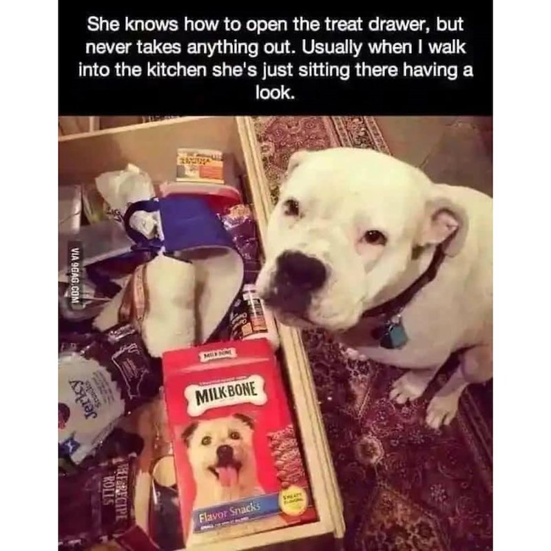 She knows how to open the treat drawer, but never takes anything out. Usually when I walk into the kitchen she's just sitting there having a look. VIA 9GAG.COM Jerky Snacks ROLLS REFERECIPE MIX ONE MILK BONE Flavor Snacks SWEATE