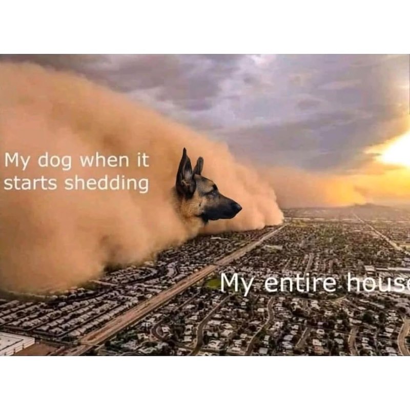 My dog when it starts shedding My entire hous