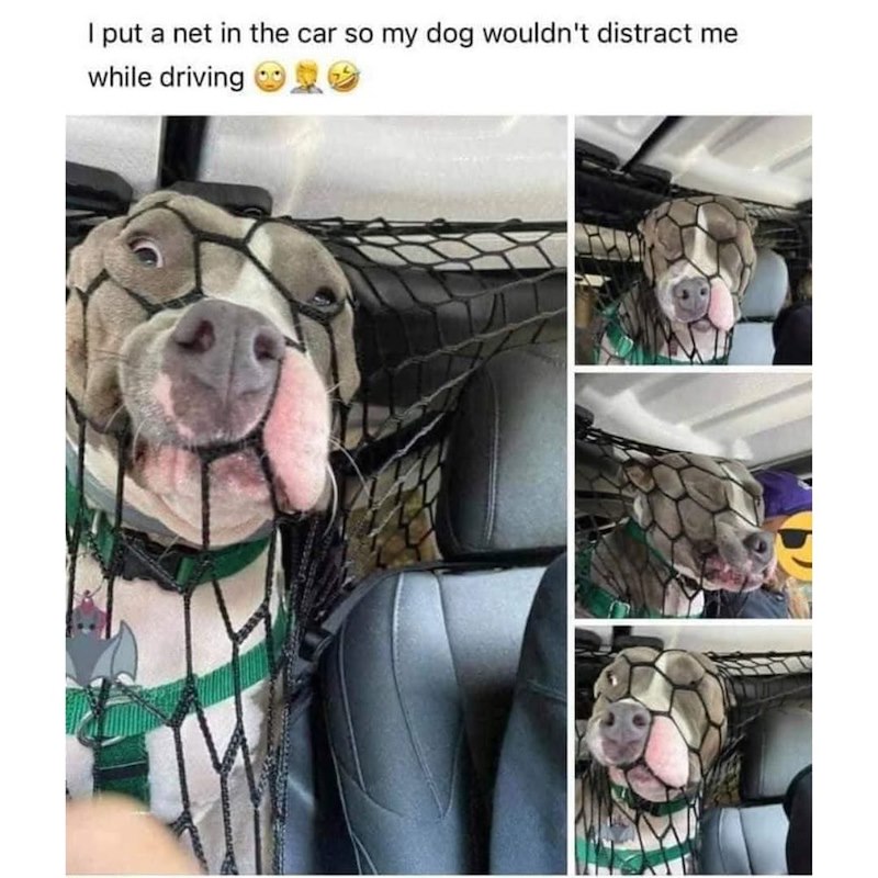 I put a net in the car so my dog wouldn't distract me while driving