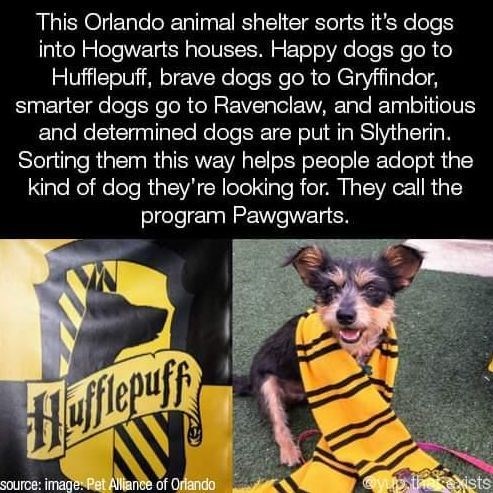 This Orlando animal shelter sorts it's dogs into Hogwarts houses. Happy dogs go to Hufflepuff, brave dogs go to Gryffindor, smarter dogs go to Ravenclaw, and ambitious and determined dogs are put in Slytherin. Sorting them this way helps people adopt the kind of dog they're looking for. They call the program Pawgwarts. Hufflepuff source: image: Pet Alliance of Orlando the exists