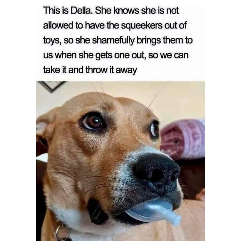This is Della. She knows she is not allowed to have the squeekers out of toys, so she shamefully brings them to us when she gets one out, so we can take it and throw it away