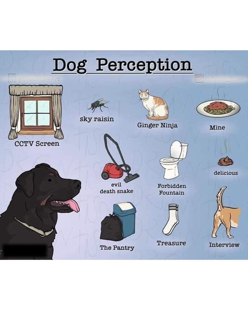 Dog Perception CCTV Screen Vedras fism sky raisin Ginger Ninja Mine delicious evil death snake Forbidden Fountain Treasure Interview The Pantry