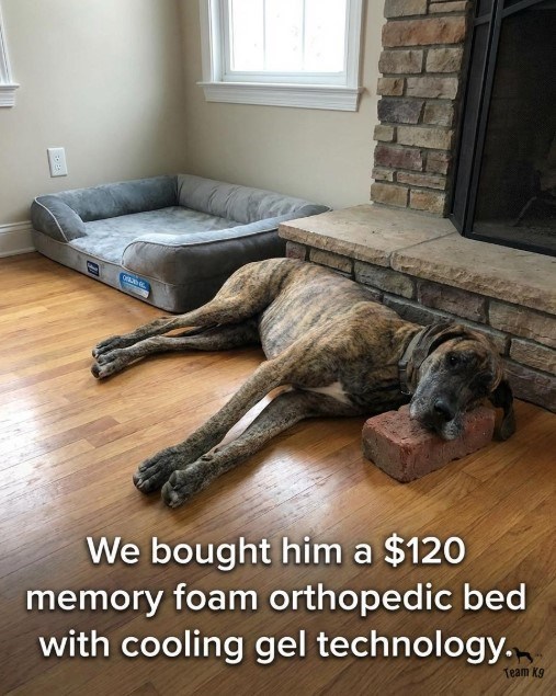 Оп We bought him a $120 memory foam orthopedic bed with cooling gel technology. Team Kg