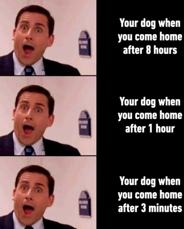 Your dog when you come home after 8 hours Your dog when you come home after 1 hour Your dog when you come home after 3 minutes
