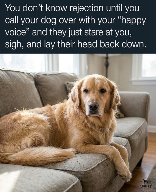 You don't know rejection until you call your dog over with your "happy voice" and they just stare at you, sigh, and lay their head back down. Team Kg