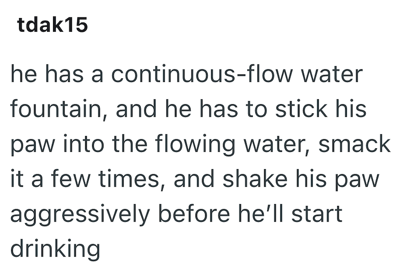 tdak15 he has a continuous-flow water fountain, and he has to stick his paw into the flowing water, smack it a few times, and shake his paw aggressively before he'll start drinking