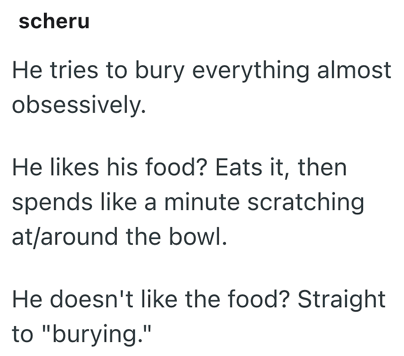 scheru He tries to bury everything almost obsessively. He likes his food? Eats it, then spends like a minute scratching at/around the bowl. He doesn't like the food? Straight to "burying."