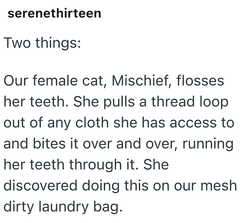 serenethirteen Two things: Our female cat, Mischief, flosses her teeth. She pulls a thread loop out of any cloth she has access to and bites it over and over, running her teeth through it. She discovered doing this on our mesh dirty laundry bag.
