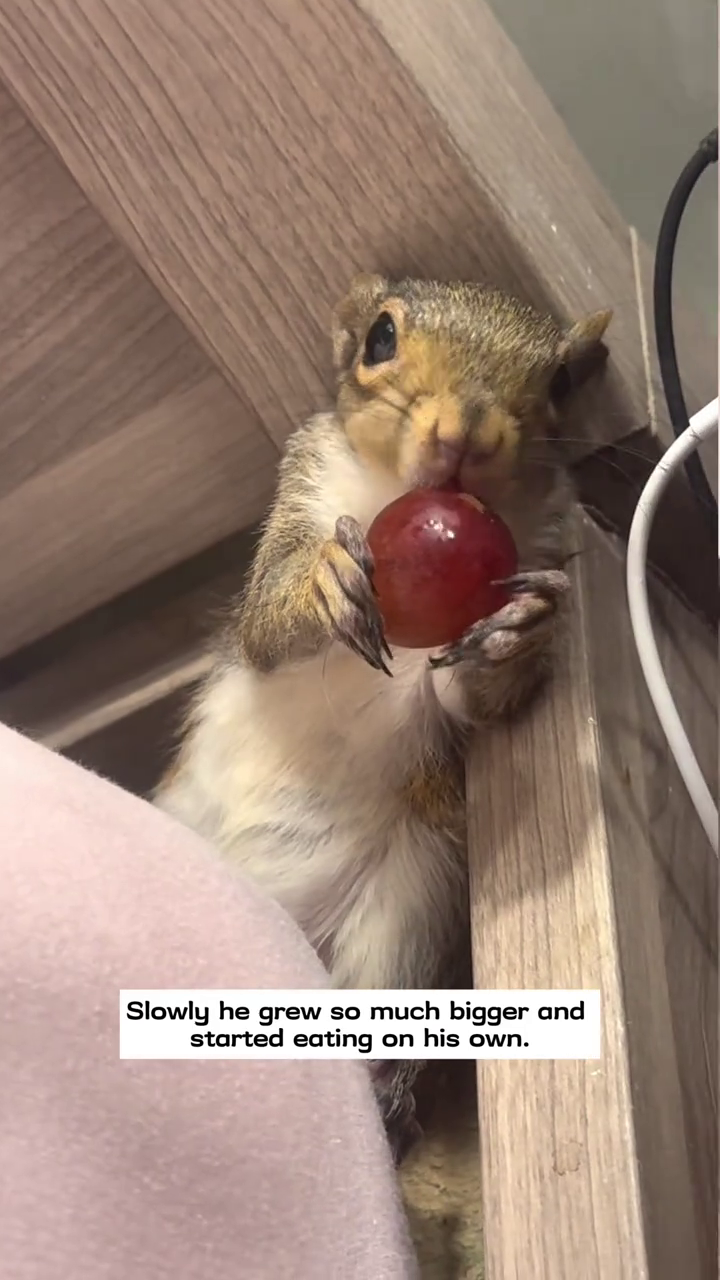 Slowly he grew so much bigger and started eating on his own.