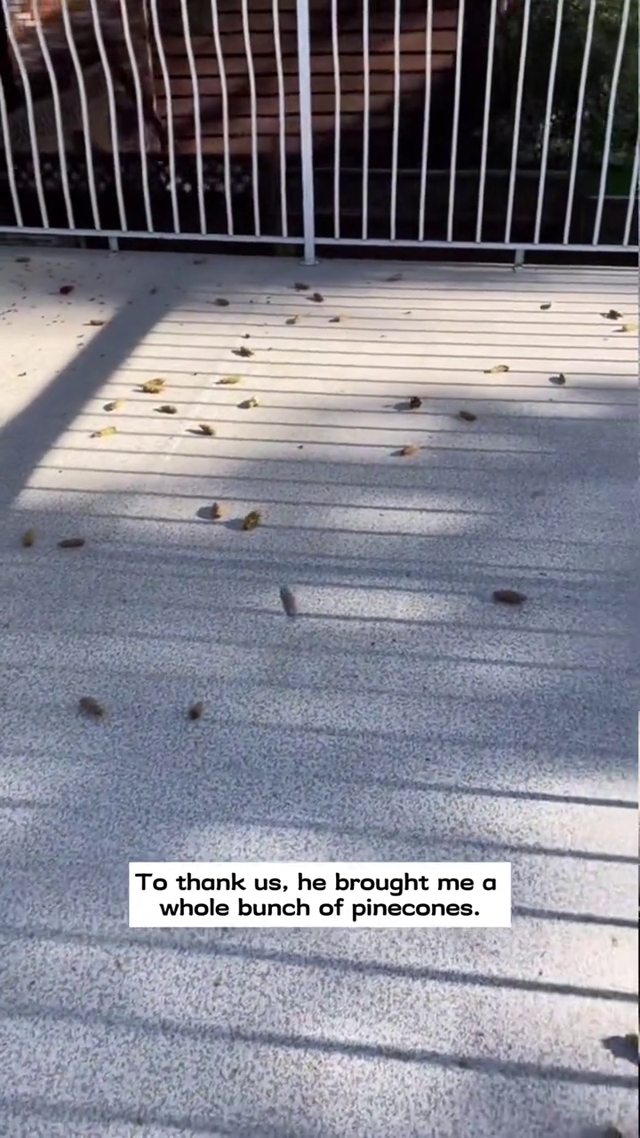 To thank us, he brought me a whole bunch of pinecones.