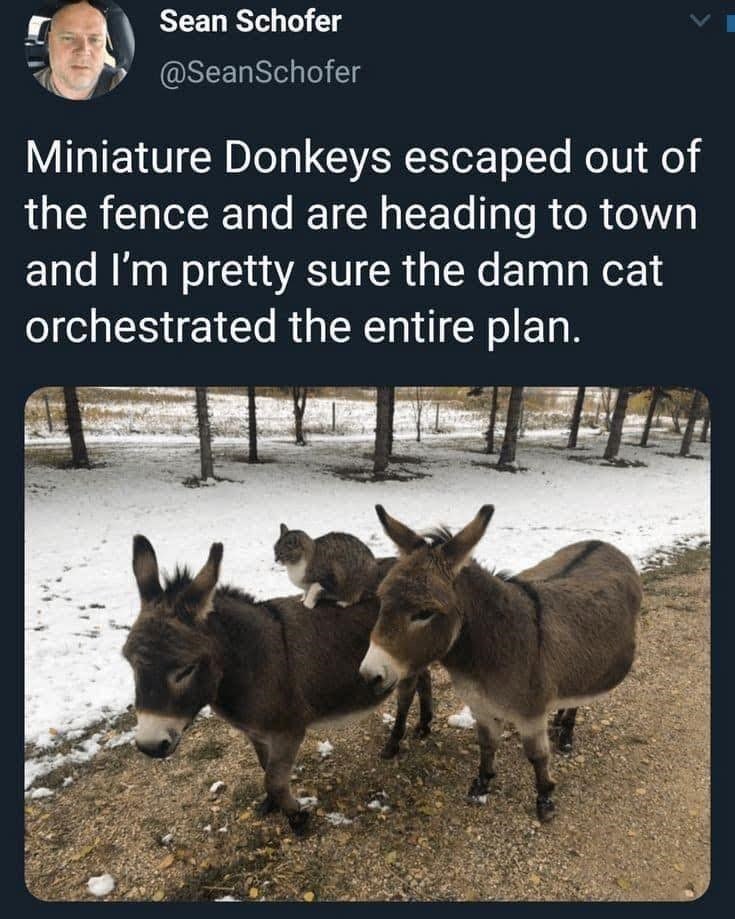 Sean Schofer @SeanSchofer Miniature Donkeys escaped out of the fence and are heading to town and I'm pretty sure the damn cat orchestrated the entire plan.