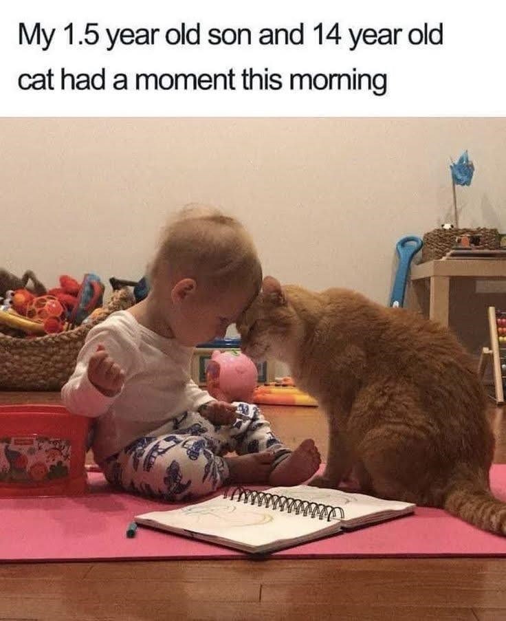 My 1.5 year old son and 14 year old cat had a moment this morning