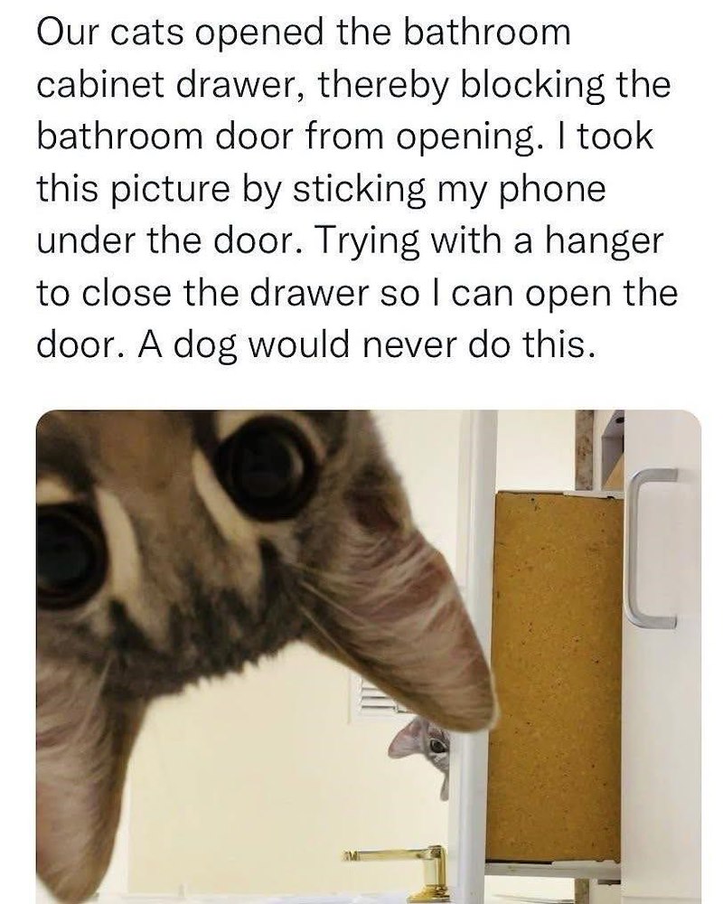 Our cats opened the bathroom cabinet drawer, thereby blocking the bathroom door from opening. I took this picture by sticking my phone under the door. Trying with a hanger to close the drawer so I can open the door. A dog would never do this.