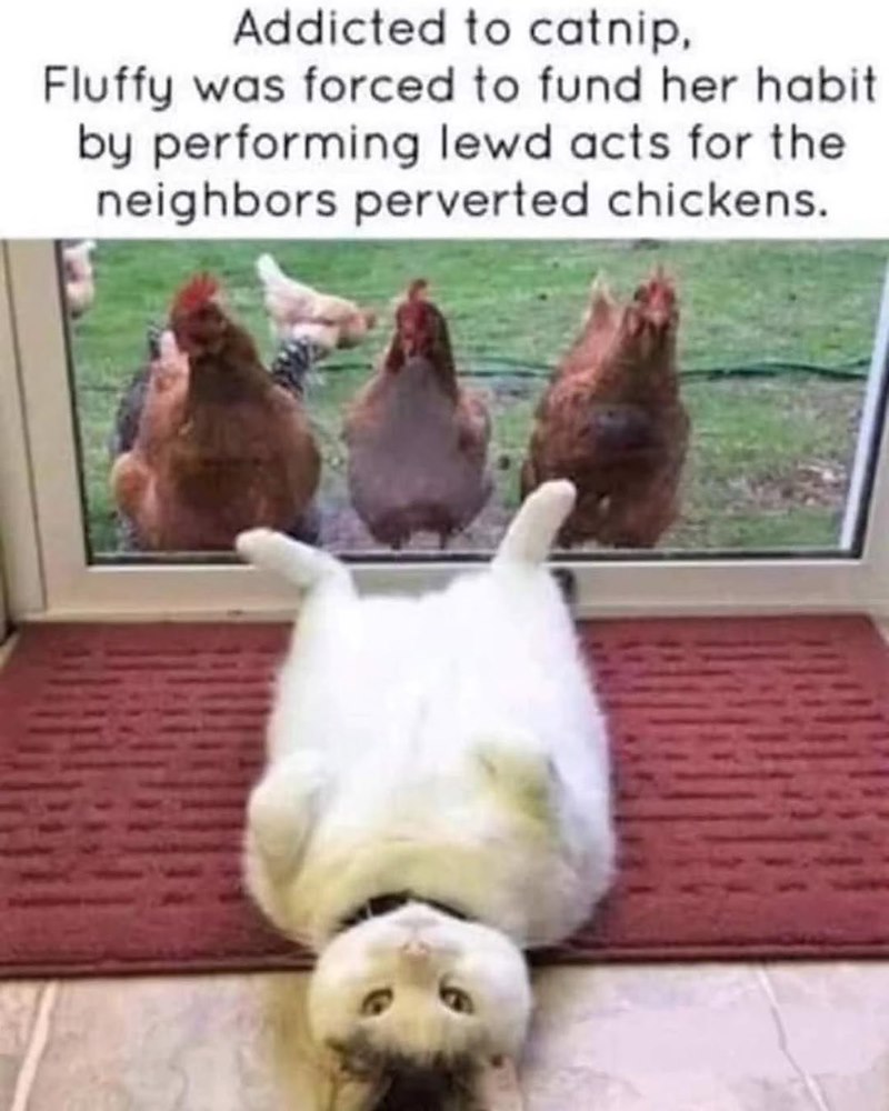Addicted to catnip, Fluffy was forced to fund her habit by performing lewd acts for the neighbors perverted chickens.