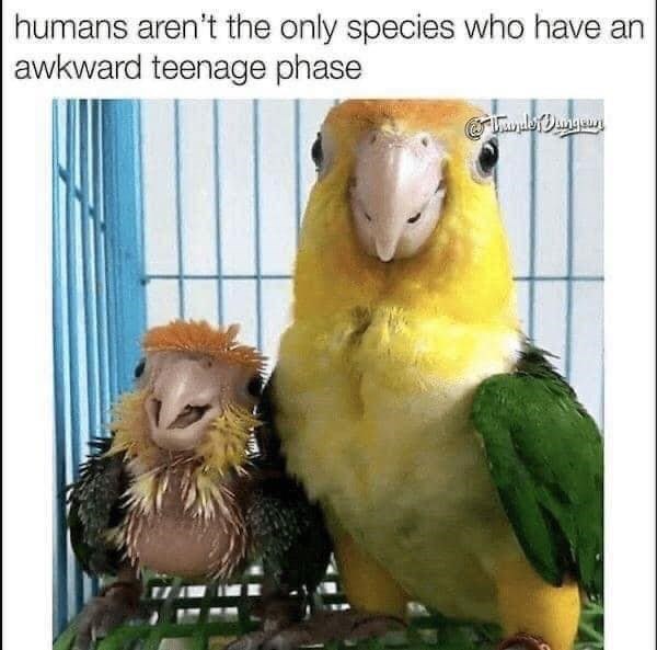 humans aren't the only species who have an awkward teenage phase Lander Dangeurs