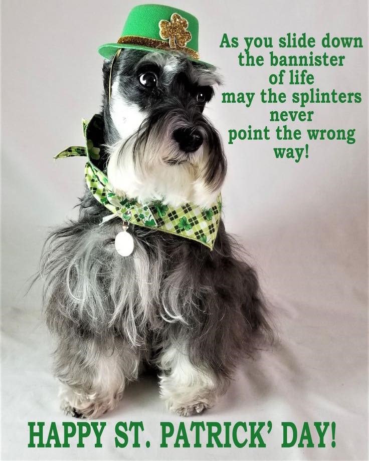 As you slide down the bannister of life may the splinters never point the wrong way! HAPPY ST. PATRICK' DAY!