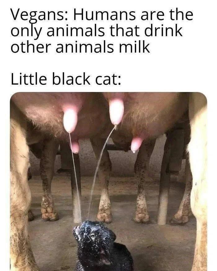 Vegans: Humans are the only animals that drink other animals milk Little black cat: