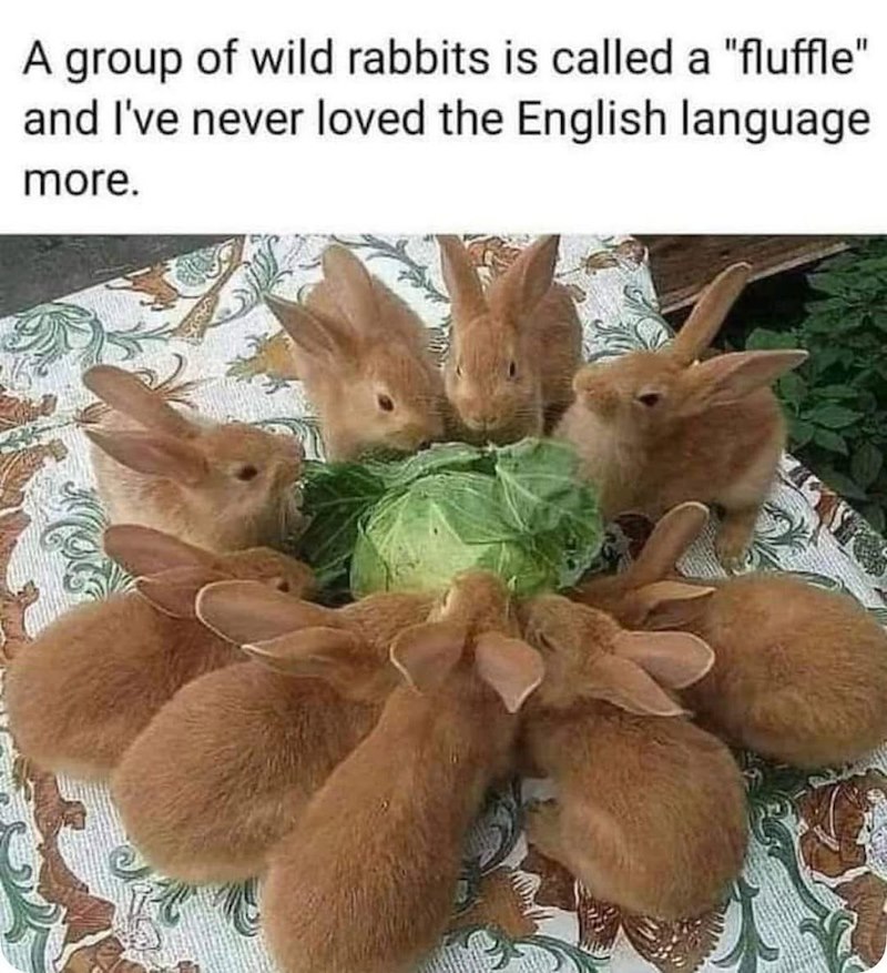A group of wild rabbits is called a "fluffle" and I've never loved the English language more.
